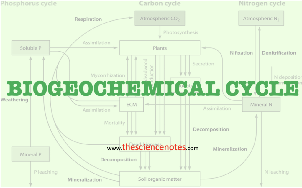 Biogeochemical cycle notes