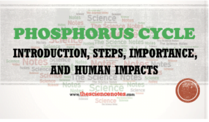 Phosphorus biogeochemical cycle
