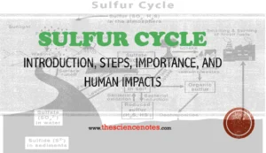 Sulfur cycle