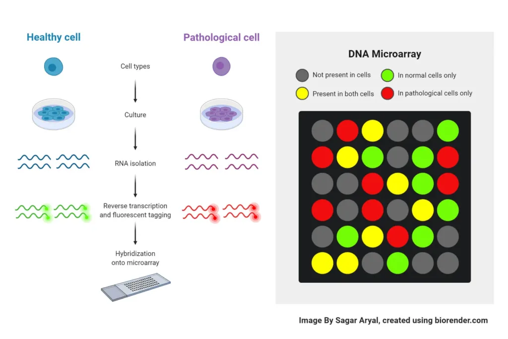 Dna Microarray Technology Principles Instrumentation Types Applications Cdna Vs