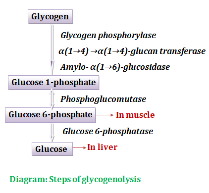 Steps of Glycogenolysis