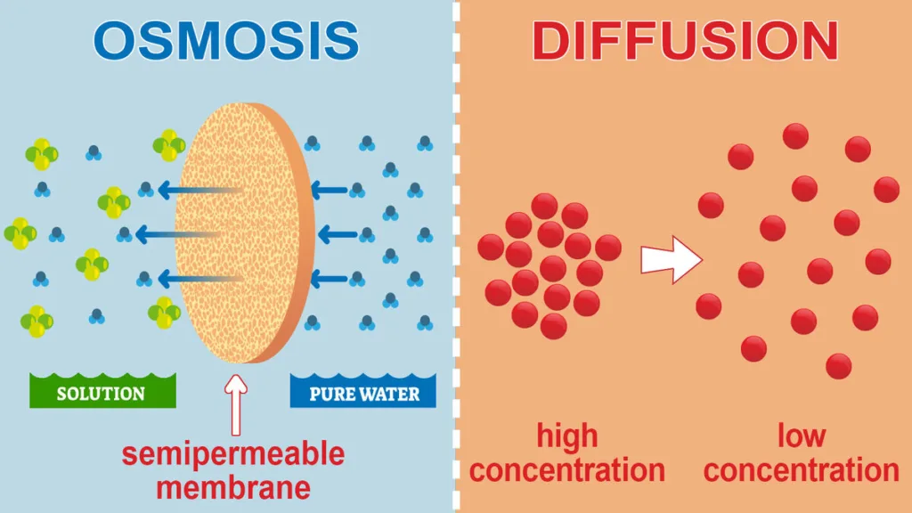 differences between osmosis and diffusion
