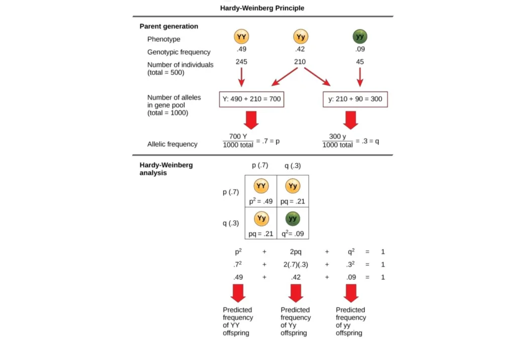 Hardy-Weinberg equilibrium