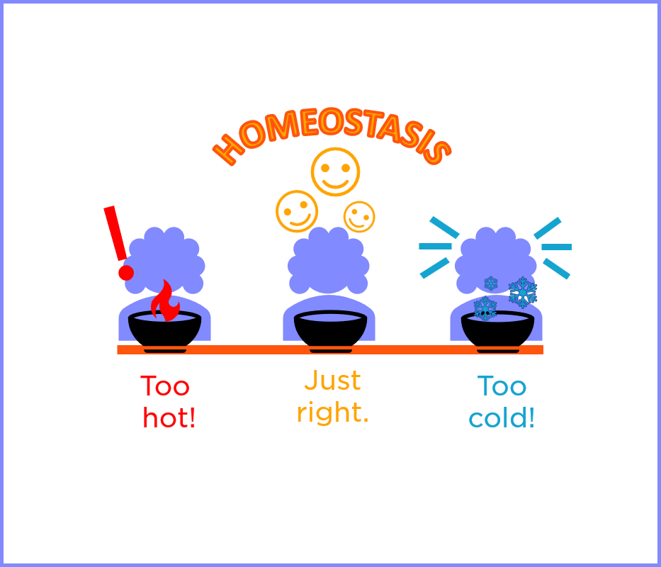Homeostasis and feedback loops