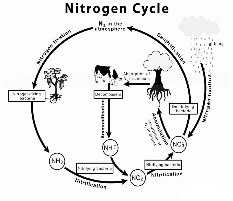 nitrogen fixation definition