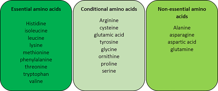 types of amino acids