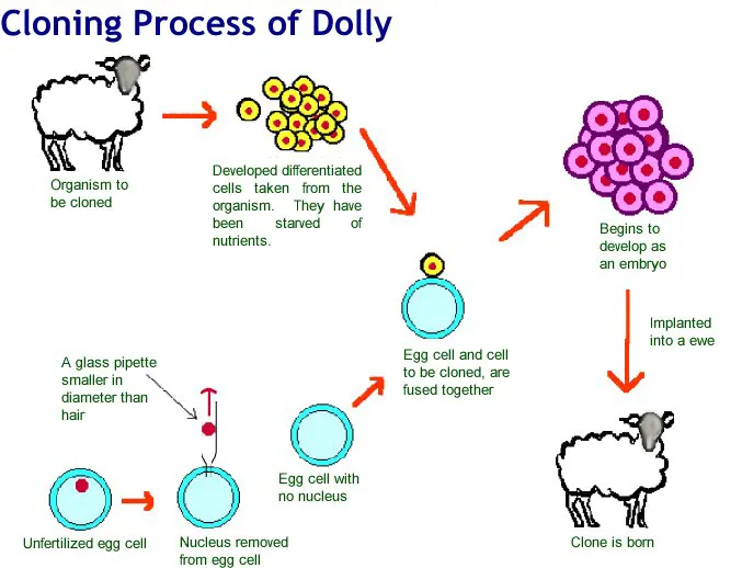 therapeutic cloning diagram