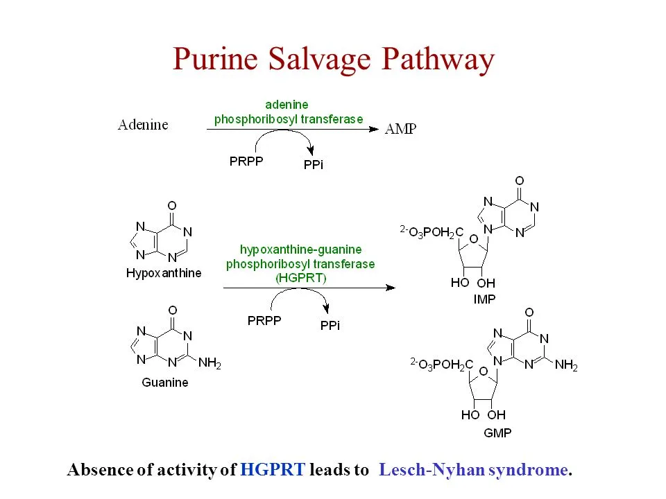 Salvage Pathway Purine And Pyrimidine Nucleotide Synthesis