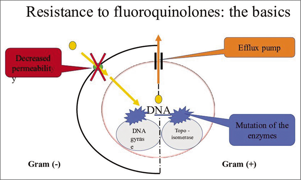 Fluoroquinolones Structure Classification Mechanism Of Action And   AUJMSR 2 026 G003 