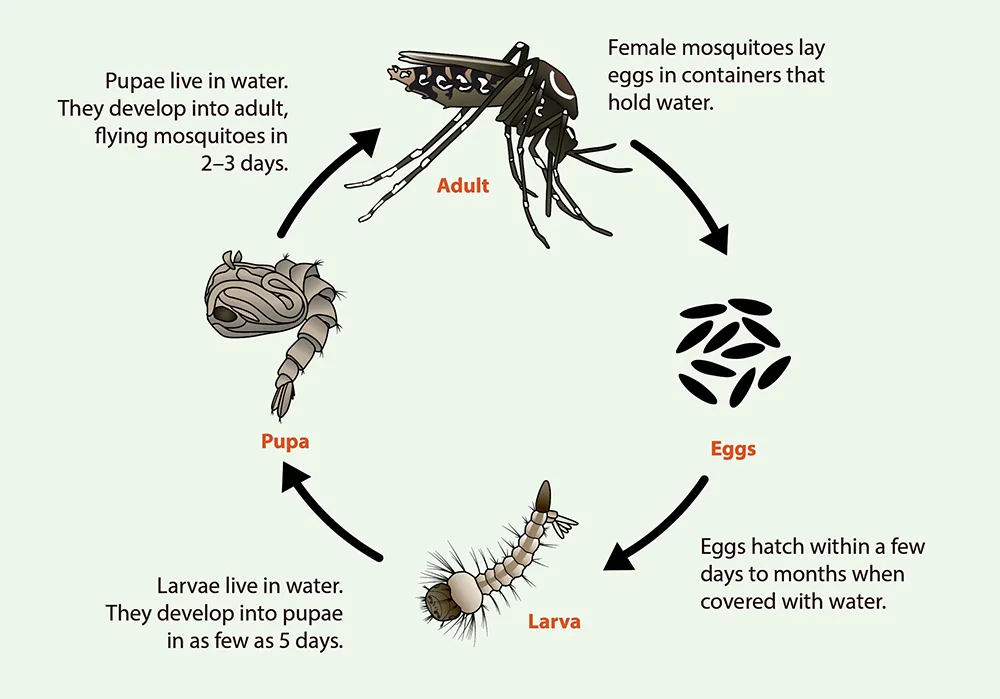 Lifecycle of Mosquito: Differences between Aedes, Anopheles, and Culex