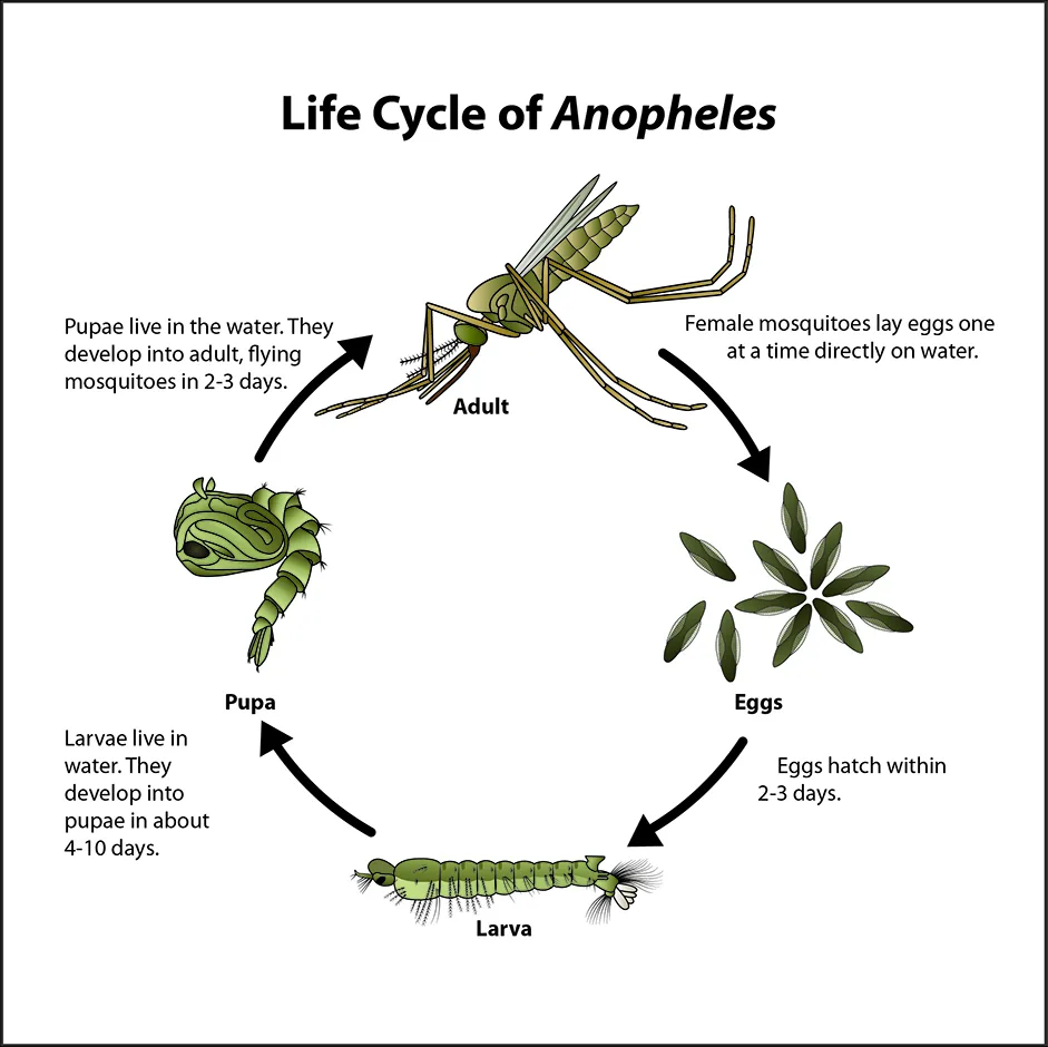 Lifecycle of Anopheles mosquito