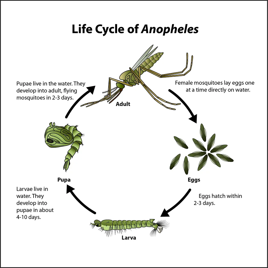 Lifecycle of Mosquito: Differences between Aedes, Anopheles, and Culex