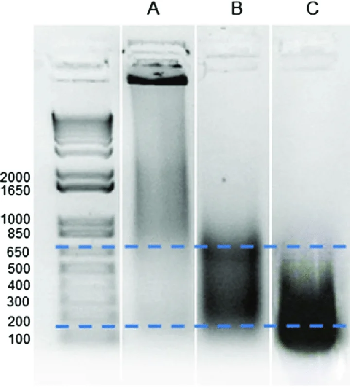 DNA Fragmentation after sonication