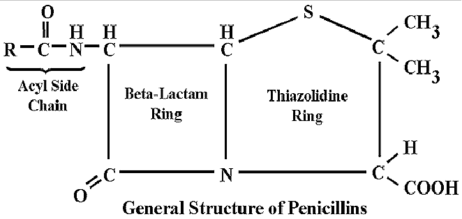 Structure of Penicillin