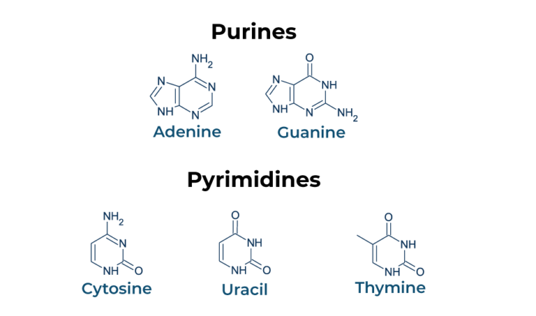 Salvage Pathway: Purine and Pyrimidine Nucleotide Synthesis