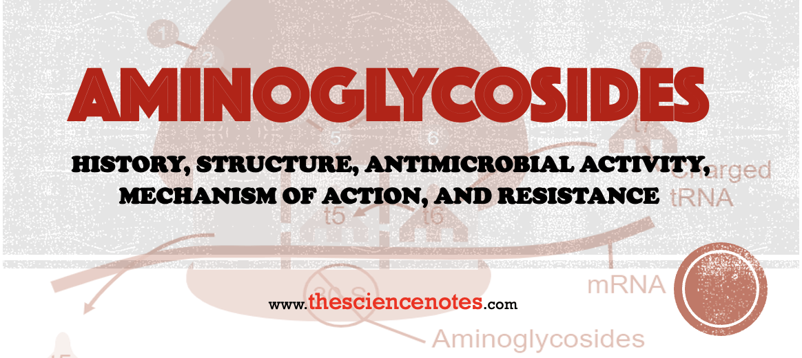 Aminoglycosides notes