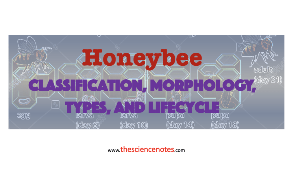 Bee classification Archives - The Science Notes