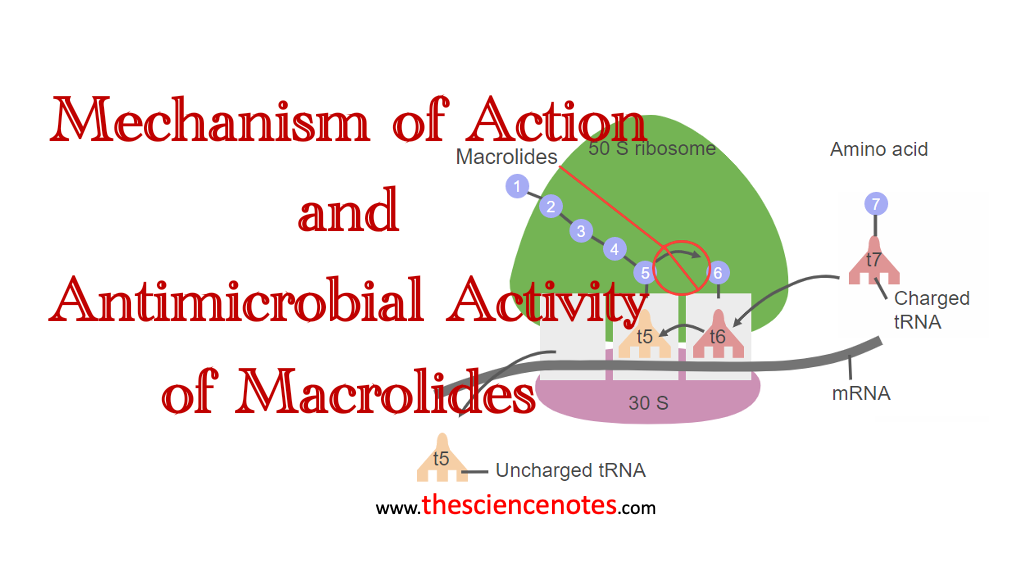 Mechanism of Action and Antimicrobial Activity of Macrolides