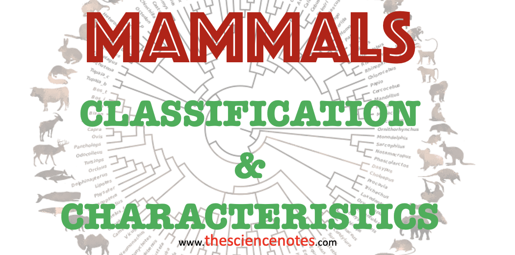 Mammals Characteristics