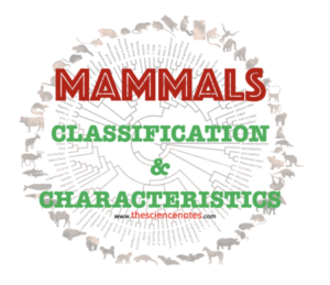Mammals Characteristics