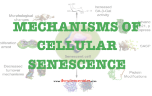Mechanism of cellular senescence