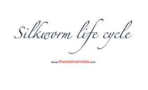 Silkworm lifecycle
