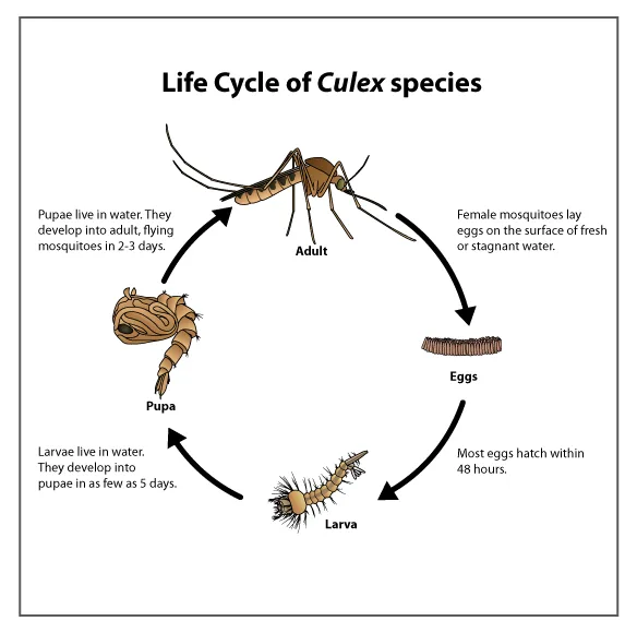 Lifecycle of Culex