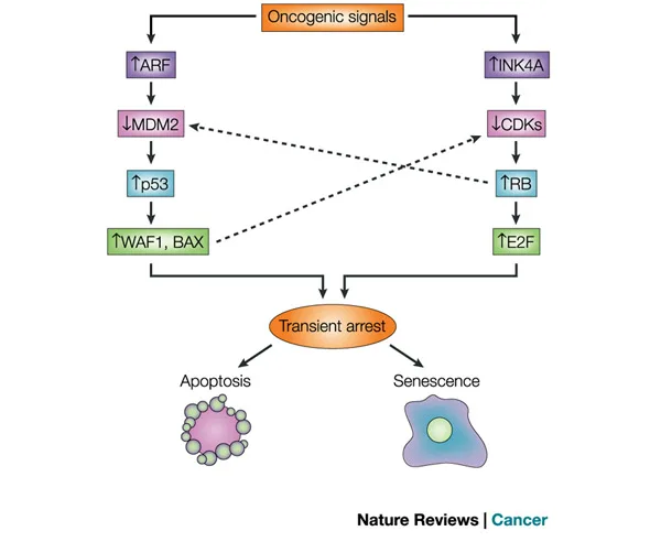 Activation of Tumor Suppressor Pathways in Senescence