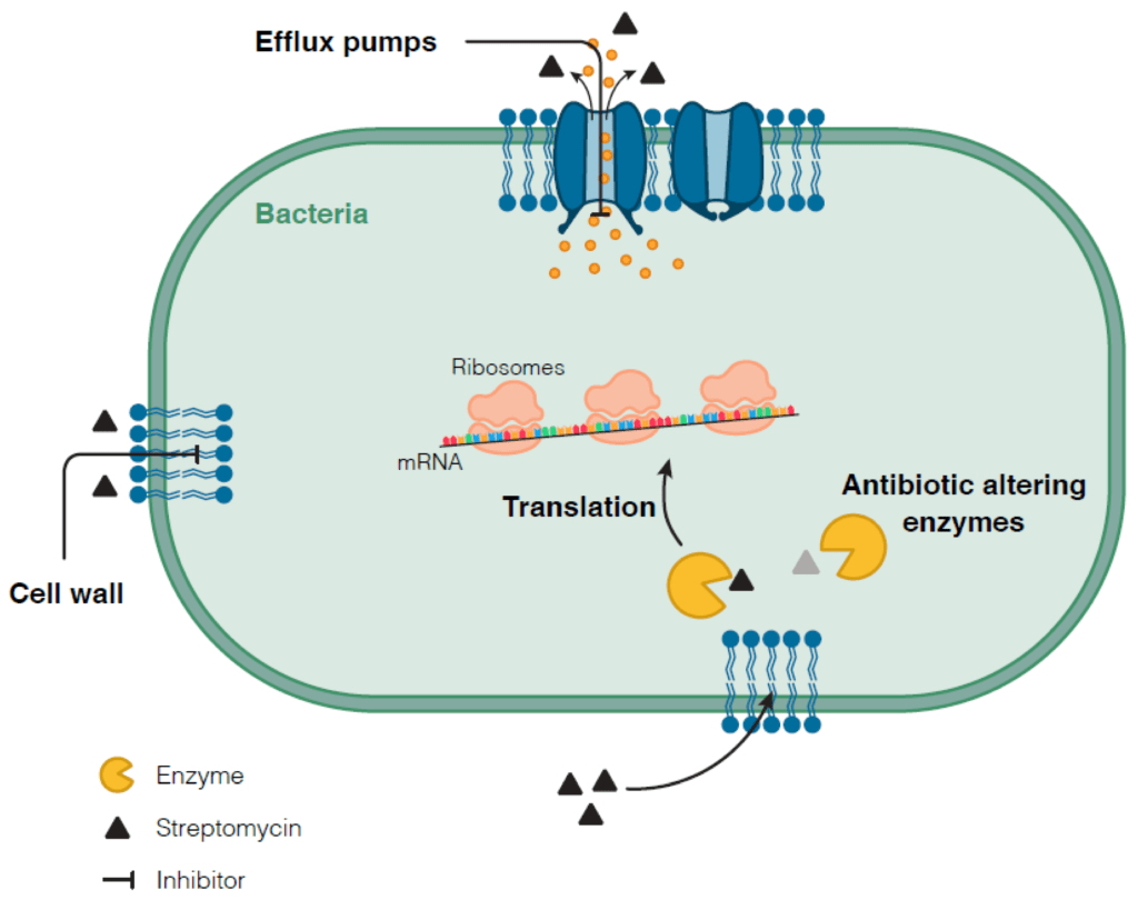 Aminoglycosides: History, Structure, Antimicrobial Activity, Mechanism ...