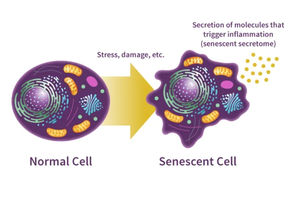 Cellular Senescence
