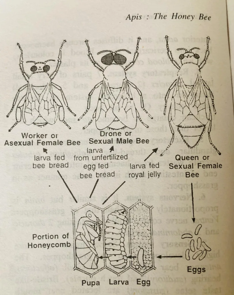 Honeybee: Stages of Life history and Castes