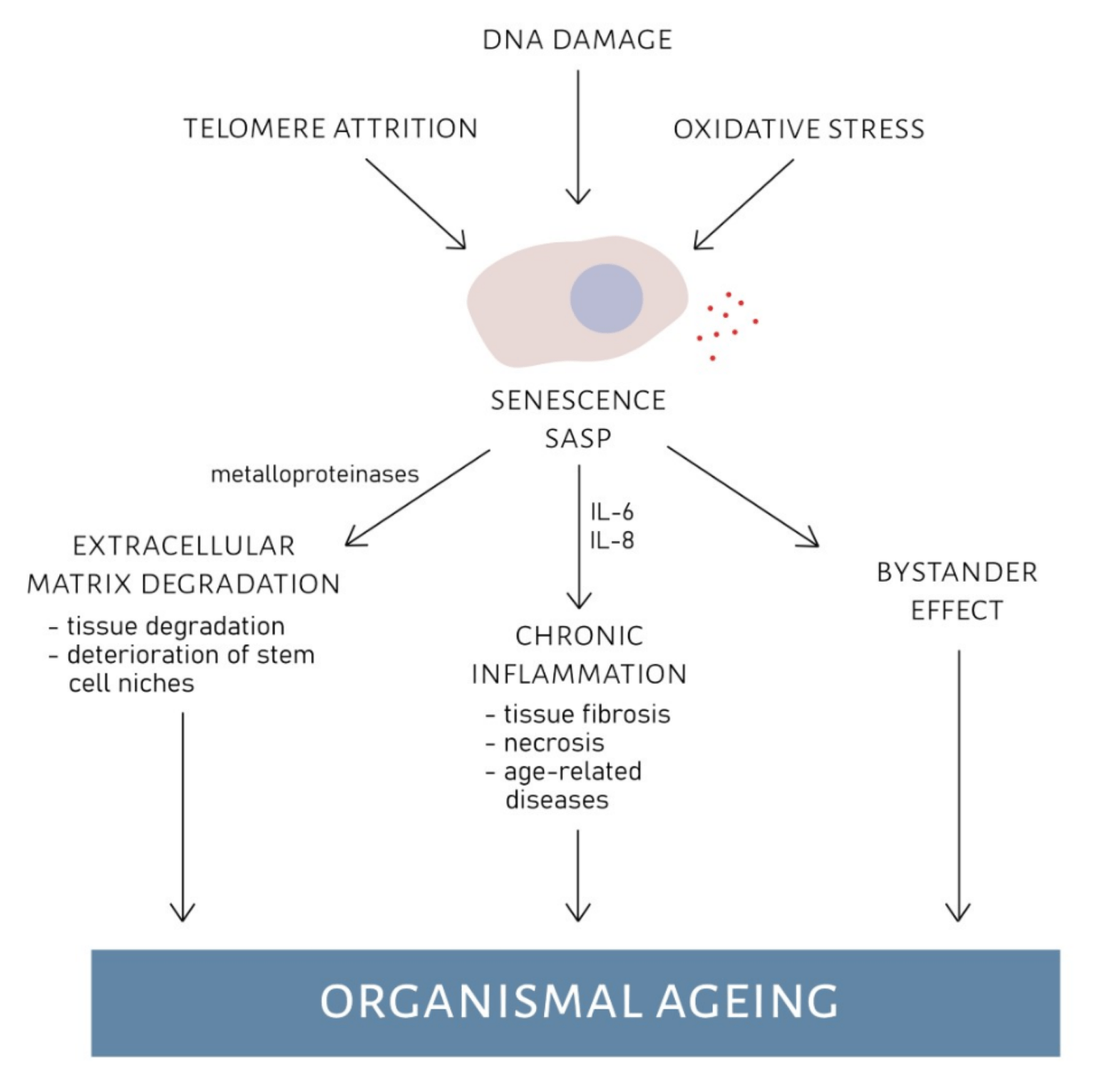 Cellular Senescence And Its Mechanisms The Science Notes