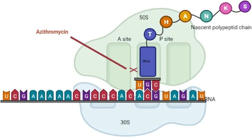 Mechanism of Action and Antimicrobial Activity of Macrolides