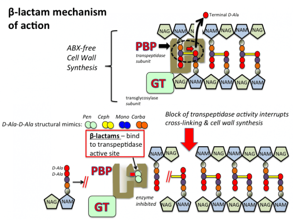 Mechanism of Action of Carbapenems