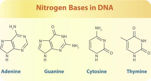 Nitrogen bases