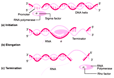 Stages of DNA Transcription