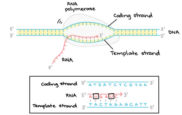 DNA transcription 