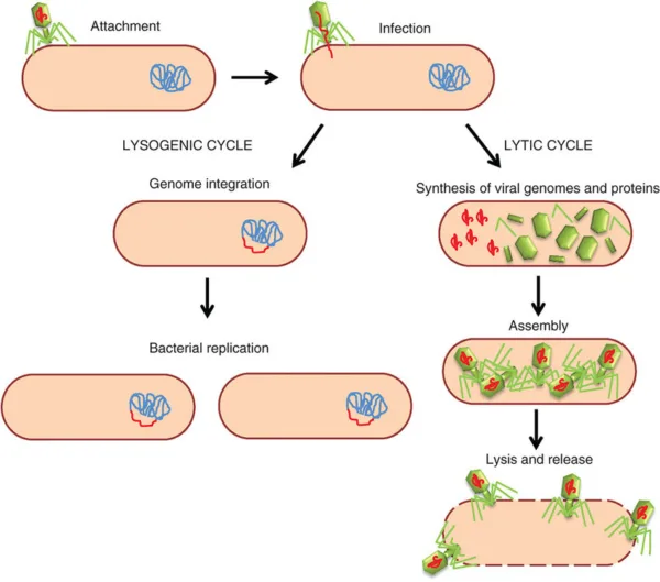 Lytic and Lysogenic cycle