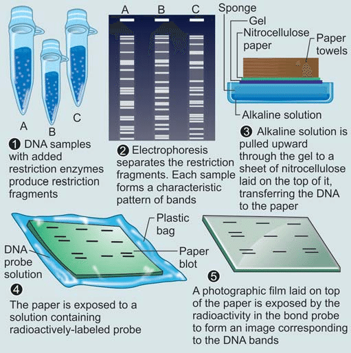 Restriction Fragment Length Polymorphism (RFLP): Principle, Analysis ...