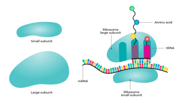 ribosomes diagram labeled