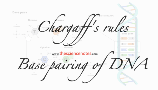 Chargaffs rules