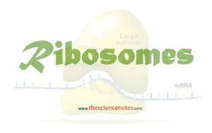 Ribosomes notes