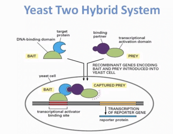 Yeast 2 Hybrid system