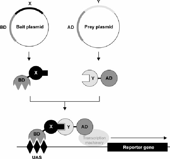 The Yeast Two Hybrid Y2h Assay Principle Procedure Variations And Applications