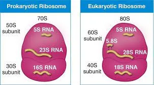 Prokaryotic vs Eukaryotic ribosomes