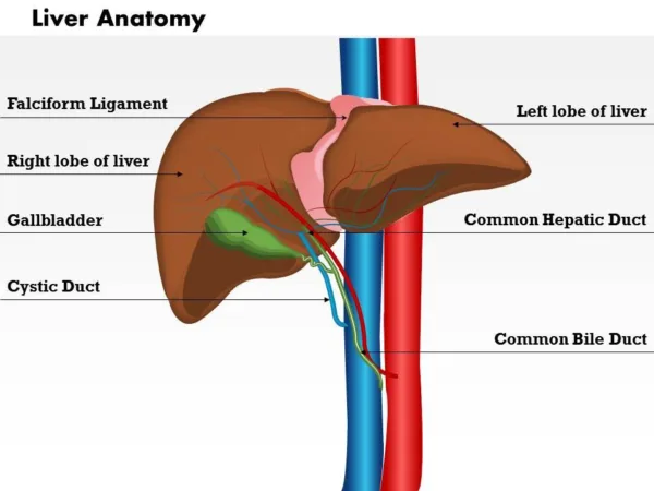 Anatomy of Liver