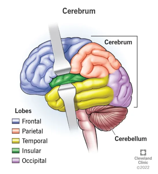 Diagram of Cerebrum