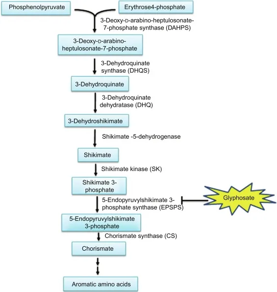 Shikimate Pathway