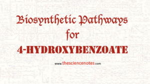 4-Hydroxybenzoate
