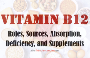 Vitamin B12 deficiency notes